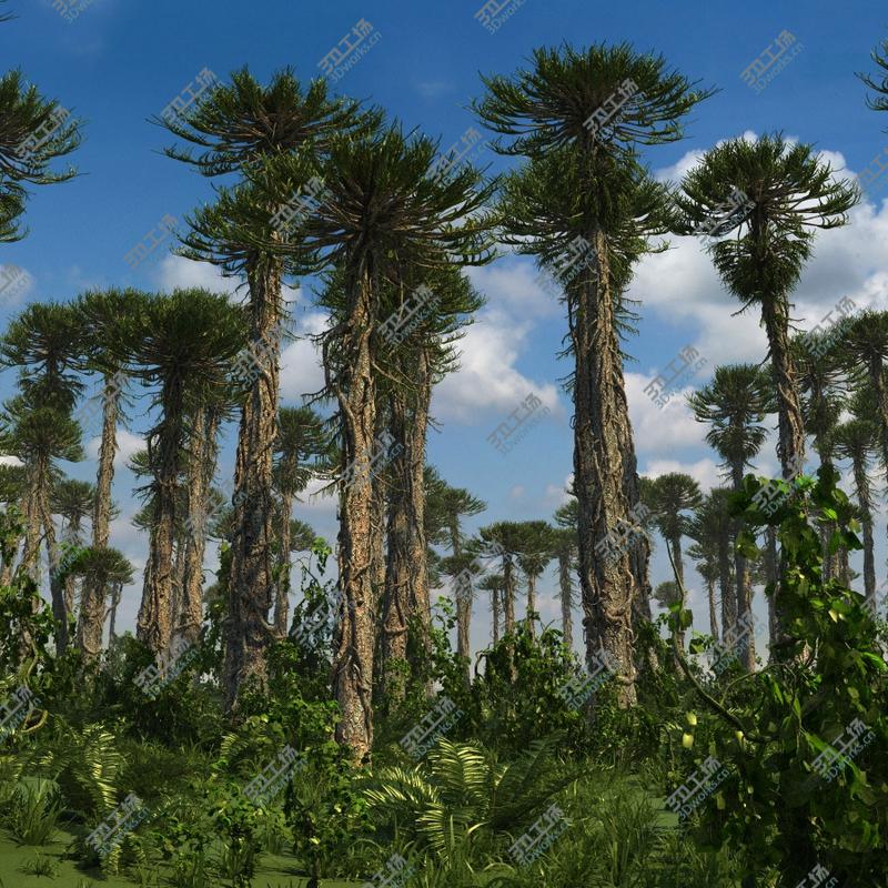 images/goods_img/2021040231/Prehistoric Conifer Trees Collection Arucaria/1.jpg